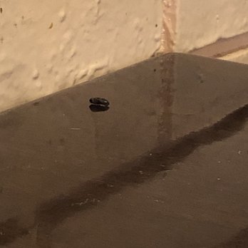 Oishii Japanese Restaurant - Dead fly - Japanese Near Me - Jesup, Georgia