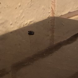 Oishii Japanese Restaurant - Dead fly