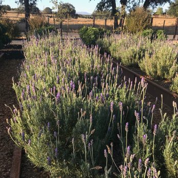 Bricoleur Vineyards - Wineries Near Me - Windsor, California