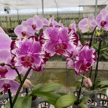 Blooming Freedom - Nurseries & Gardening Near Me - Palm City, Florida