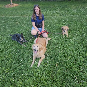 Go Dog Go Dog Training - Pet Training Near Me Go Dog Go Dog Training - Pet Training Near Me