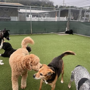 AlphaDog Lodging - Playing! - Pet Groomers Near Me - Mill Valley, California