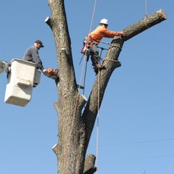 ArborWise Tree Service