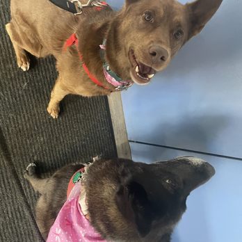 House of Paws - At pick up - Pet Groomers Near Me - Chicago, Illinois House of Paws - At pick up - Pet Groomers Near Me - Chicago, Illinois