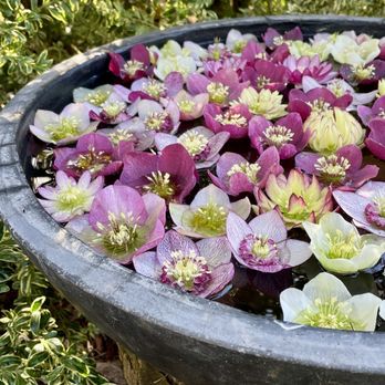 VanDusen Botanical Garden - cut hellebore - Botanical Gardens Near Me - Vancouver, British Columbia VanDusen Botanical Garden - cut hellebore - Botanical Gardens Near Me - Vancouver, British Columbia