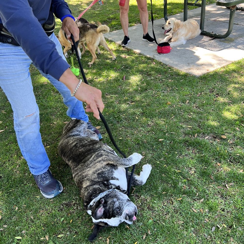 Pets Friend Forever - Penny laying down next to a group of dogs in the park during her 5th training session. - Dog Walkers Near Me - Laguna Niguel, California Pets Friend Forever - Penny laying down next to a group of dogs in the park during her 5th training session. - Dog Walkers Near Me - Laguna Niguel, California