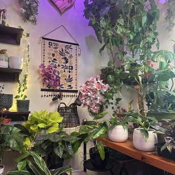 Tansy - So many plants :) - Home Decor Near Me - Burbank, California