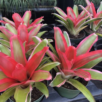 Rainforest Flora - Nurseries & Gardening Near Me - Torrance, California Rainforest Flora - Nurseries & Gardening Near Me - Torrance, California