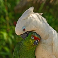 Vogelpark Heiligenkirchen - Liebe ist .....