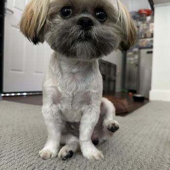 Oh My Dog - Sad - Pet Groomers Near Me - Foster City, California