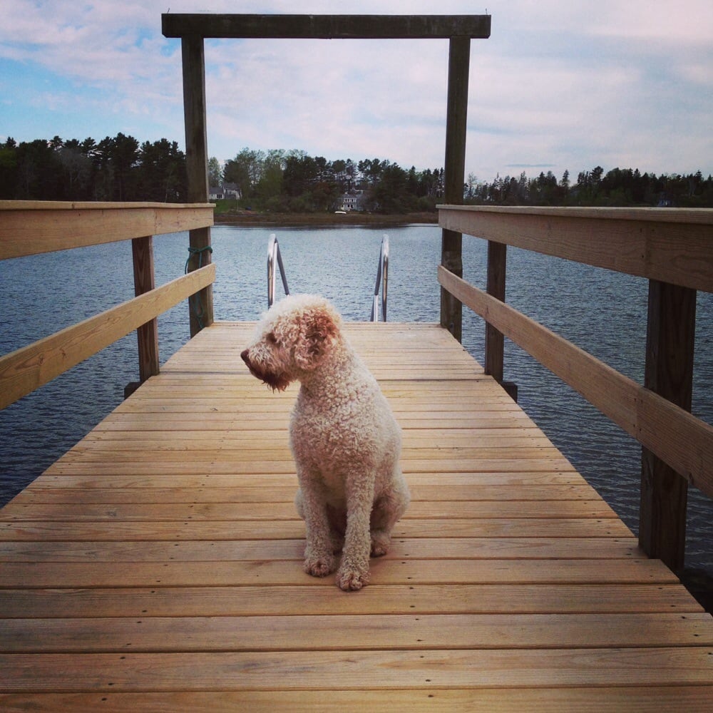 BRUNSWICK VETERINARY CLINIC Updated August 2024 85 Baribeau Dr