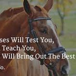 Keith World-Wide Wellness - Equine body therapy available