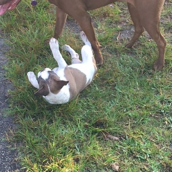 Barkland - Playing with the big boys!! - Dog Parks Near Me - Parkland, Florida
