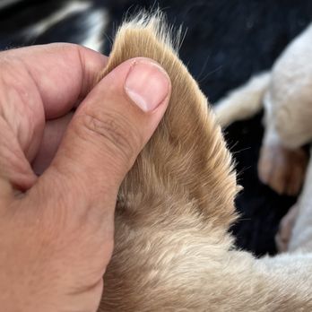 Franko's Dog Grooming - Pet Groomers Near Me - Vancouver, Washington