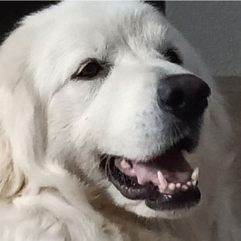ARCO Lock & Security - A very large dog who knew at first sniff Kevin was a safe person to be in our home - Security Systems Near Me - Glendale, Arizona ARCO Lock & Security - A very large dog who knew at first sniff Kevin was a safe person to be in our home - Security Systems Near Me - Glendale, Arizona