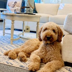 Sweet Dreams Furniture & Mattress - Specializing in comfy spots for dogs too