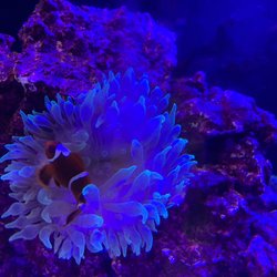 Max Reef Aquatics - Clown fish