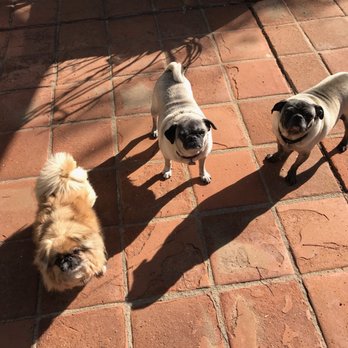 Maid For Your Pet - Dog Walkers Near Me Maid For Your Pet - Dog Walkers Near Me