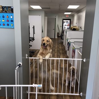 Bark Room - Stella's ready to be groomed!!! Can't wait to see her all clean and smelling good - Pet Groomers Near Me - Boca Raton, Florida Bark Room - Stella's ready to be groomed!!! Can't wait to see her all clean and smelling good - Pet Groomers Near Me - Boca Raton, Florida