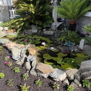 Ocean Palms Beach Resort - There is a little koi pond outside the office and every time there has been a beautiful flower blooming - Hotels Near Me - Carlsbad, California Ocean Palms Beach Resort - There is a little koi pond outside the office and every time there has been a beautiful flower blooming - Hotels Near Me - Carlsbad, California