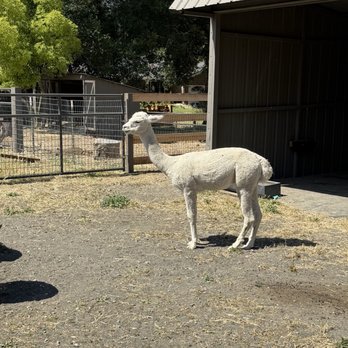 Clayton Valley Farms - Alpaca - Kids Activities Near Me - Clayton, California
