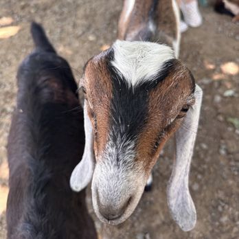 Charming Hill Farm - Attraction Farms Near Me - Amissville, Virginia
