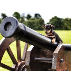 Battle of the Boyne Visitor Centre - Heheh canons...