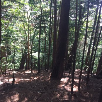 Kuliouou Ridge Trail - 01.11.18 trees - Hiking Near Me - Honolulu, Hawaii Kuliouou Ridge Trail - 01.11.18 trees - Hiking Near Me - Honolulu, Hawaii