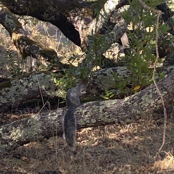 Sugarloaf Ridge State Park - A squirrel on a fallen tree - Parks Near Me - Kenwood, California Sugarloaf Ridge State Park - A squirrel on a fallen tree - Parks Near Me - Kenwood, California