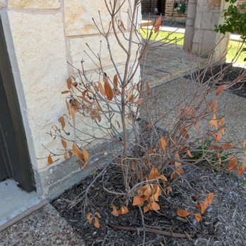 Olin Landscape Maintenance - Dead shrub to be removed - Landscaping Near Me Olin Landscape Maintenance - Dead shrub to be removed - Landscaping Near Me