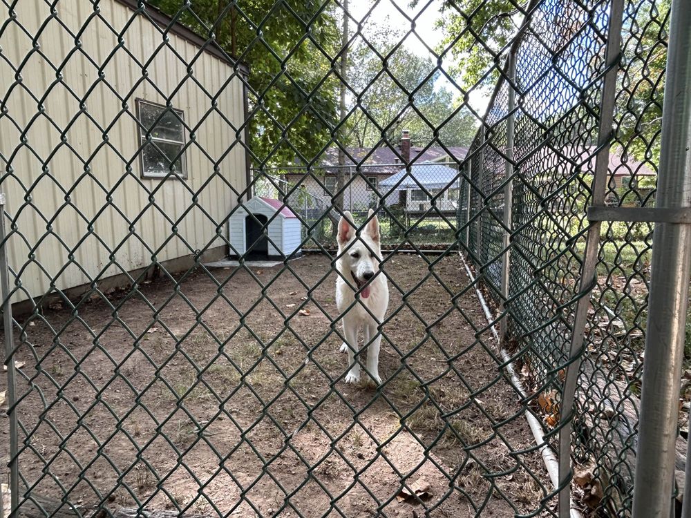 Sycamore Avenue Pet Retreat - pet boarding facility in Springfield, MO