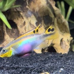 Bay Bridge Aquarium and Pet - Kribensis in my home aquarium that I bought from Bay Bridge Aquarium
