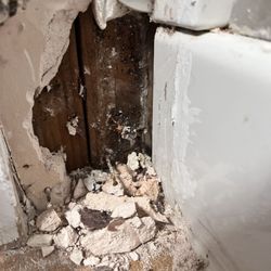 Olympus Property - Mold in bathroom