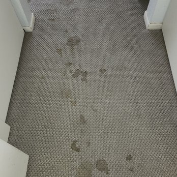 Carpet Monkey - Pet stains, food/ beverage stains - Carpet Cleaning Near Me Carpet Monkey - Pet stains, food/ beverage stains - Carpet Cleaning Near Me