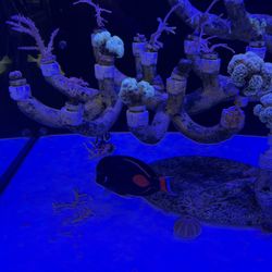 J&Y Aquarium
