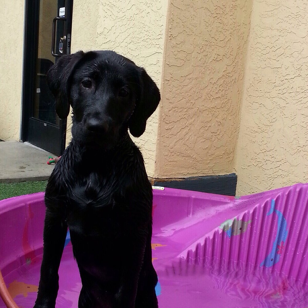 Furry Friends Resort - Puppy pool time! - Pet Sitting Near Me - Santee, California