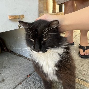 It's Binh Repaired - Cat service - IT Services & Computer Repair Near Me