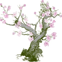 KenkoDo Clinic