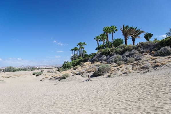 Dunas de Maspalomas by null
