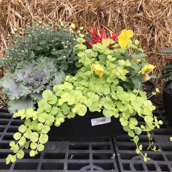 Johnson's Florist & Garden Centers - Nurseries & Gardening Near Me - Olney, Maryland Johnson's Florist & Garden Centers - Nurseries & Gardening Near Me - Olney, Maryland