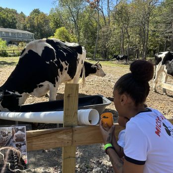 ADAM'S FARM - They have tons of animals to feed! - Pumpkin Patches Near Me - Cumberland, Rhode Island