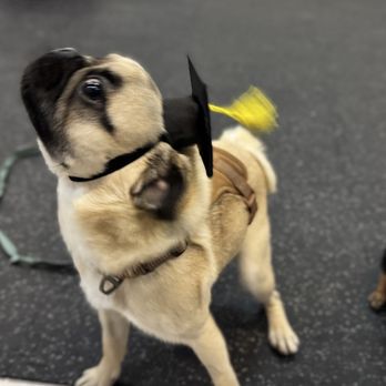 Workindoggz - Completed Level 1 training. Now working on Level 2! - Dog Walkers Near Me - Hayward, California Workindoggz - Completed Level 1 training. Now working on Level 2! - Dog Walkers Near Me - Hayward, California