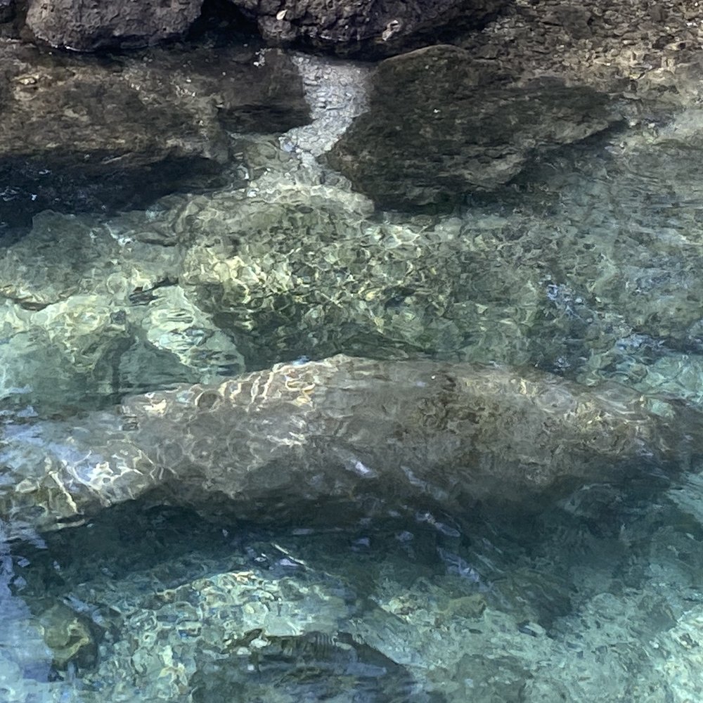 Three Sisters Springs - Manatee - Tours Near Me - Crystal River, Florida Three Sisters Springs - Manatee - Tours Near Me - Crystal River, Florida