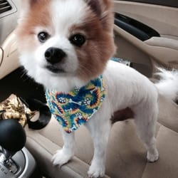 Pretty Pets - Gizmos adorable new haircut!She was very thorough!