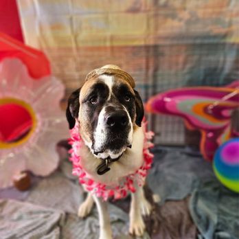 Fat Cat's Dog Boarding - Pet Groomers Near Me - Basehor, Kansas Fat Cat's Dog Boarding - Pet Groomers Near Me - Basehor, Kansas
