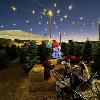 Moon Valley Nurseries - The cutest set up!! - Nurseries & Gardening Near Me - Las Vegas, Nevada Moon Valley Nurseries - The cutest set up!! - Nurseries & Gardening Near Me - Las Vegas, Nevada