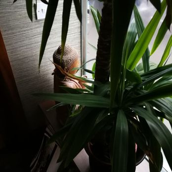 ThaiMassage.ie - Massage Near Me - Dublin, D