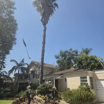 Value Tree Service - Front palm before Super tall and messy. Home for all kinds of rodents, im sure! - Tree Services Near Me - Paramount, California Value Tree Service - Front palm before Super tall and messy. Home for all kinds of rodents, im sure! - Tree Services Near Me - Paramount, California