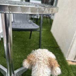 Park Deli - Waiting for momma's BLT
