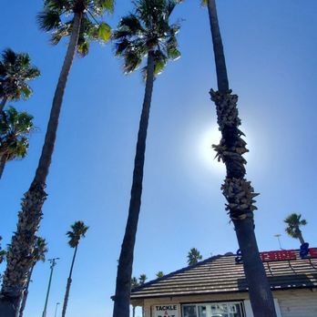 Surfside Seafood - Fish & Chips Near Me - Port Hueneme, California Surfside Seafood - Fish & Chips Near Me - Port Hueneme, California